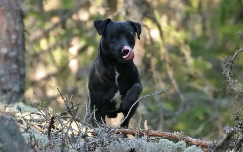 Patterdale terrier rescue