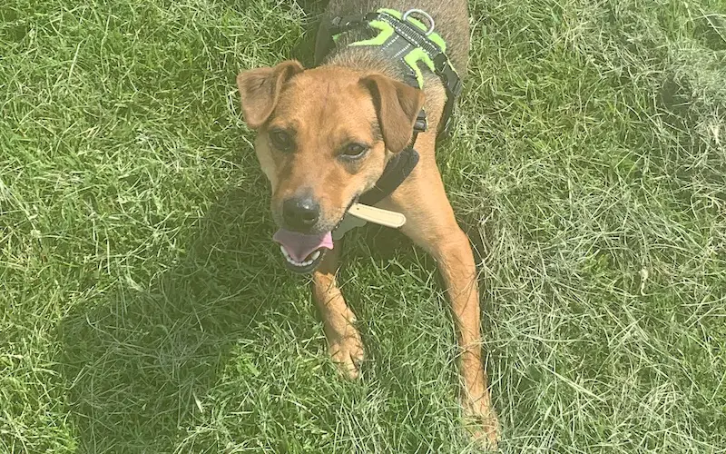 Rescue Patterdale dog