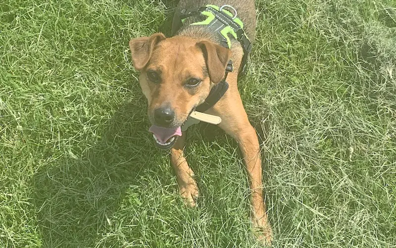 Patterdale rehoming store