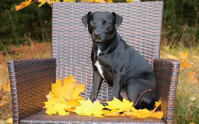 Patterdale terrier health problems