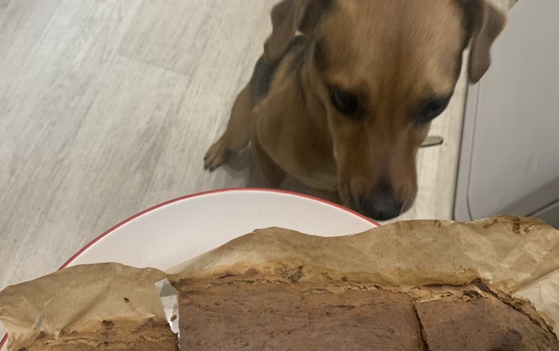 patterdale terrier looking at cake