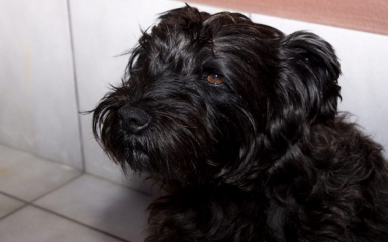Patterpoo - The Patterdale and Poodle Cross - Patterdale Terriers