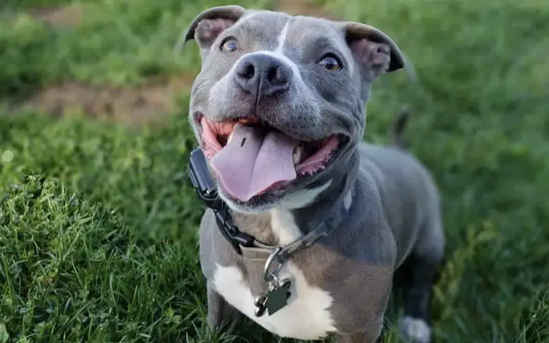 Teacup blue nose store pitbull