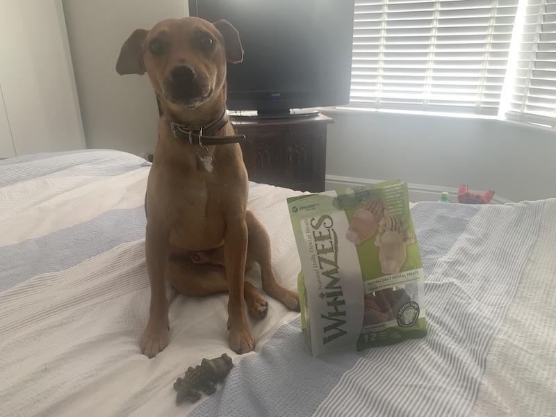 Whimzees alligators for dogs