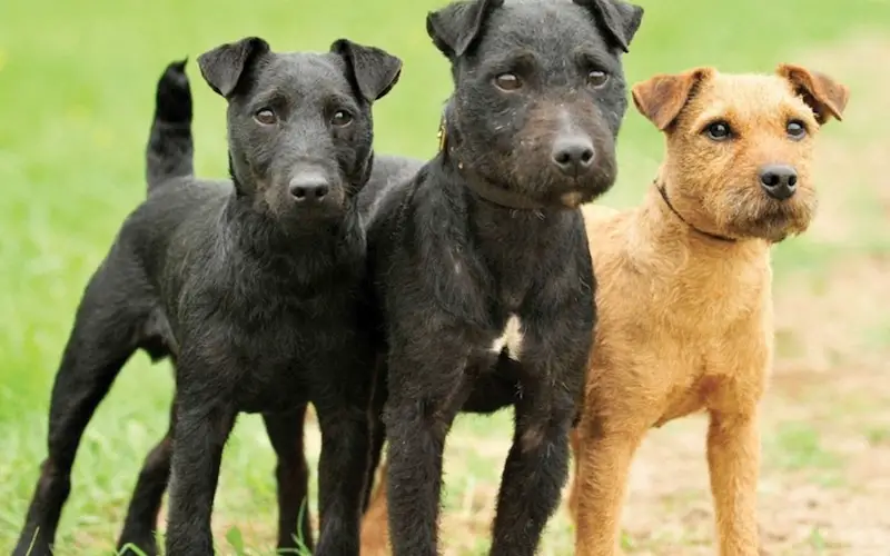 Smooth haired patterdale store terrier