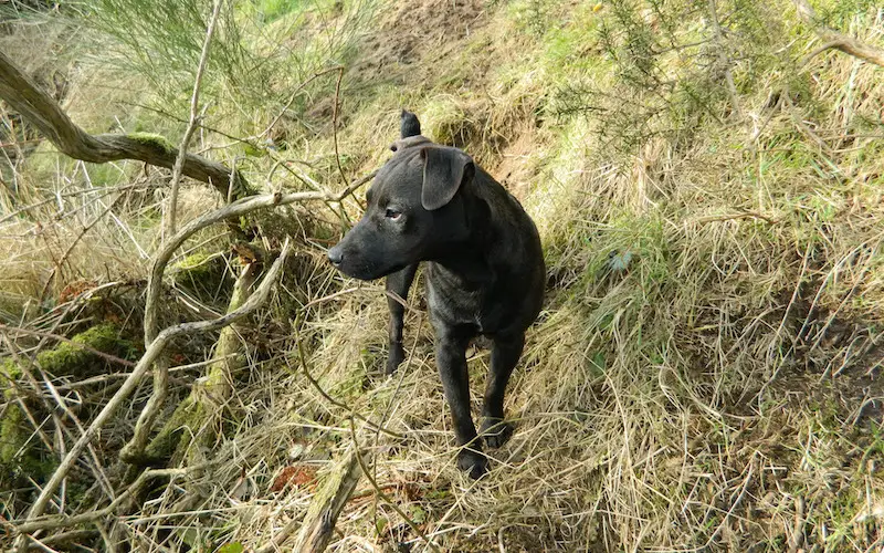 patterdale terrier behaviour problems