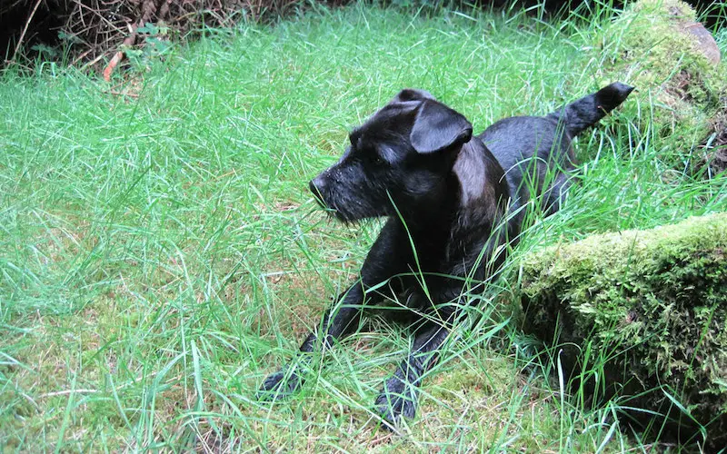 Patterdale Terrier Training - How to 