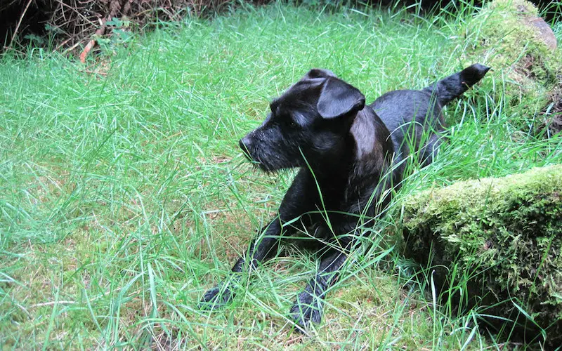 Patterdale best sale terrier training