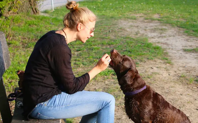 Chicken Liver for Dogs