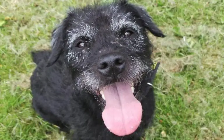 patterdale terrier teddy