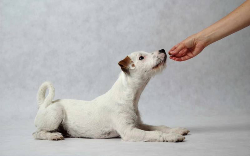 Positive Dog Training for Terriers