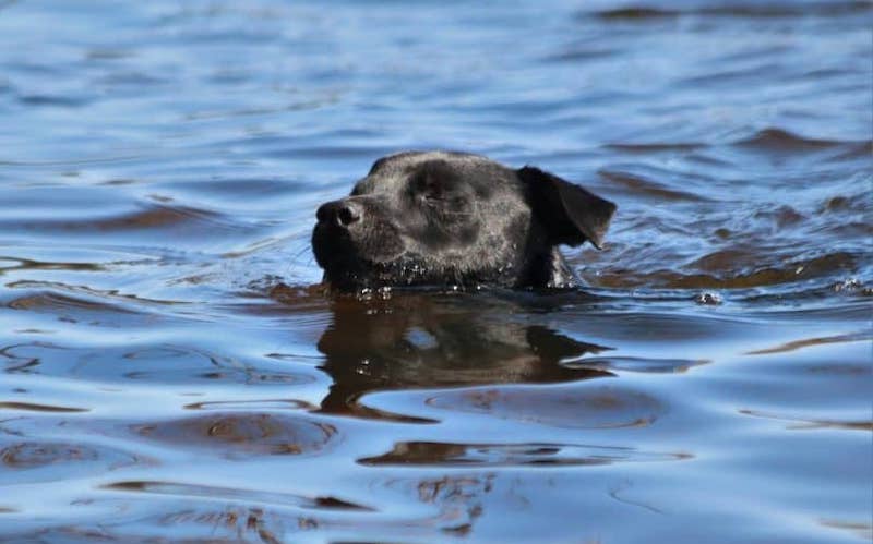 Can Patterdale terriers swim