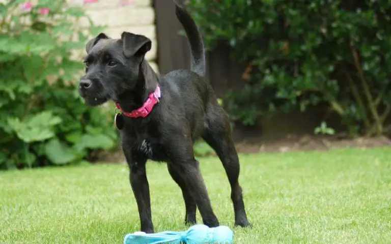 dog-off-lead-will-my-patterdale-ever-go-off-lead