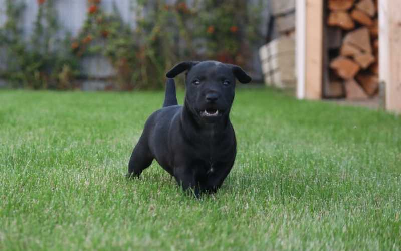Patterdale Terrier Aggression
