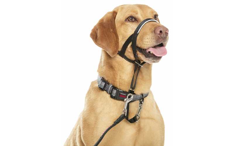 Dog head collar uk best sale