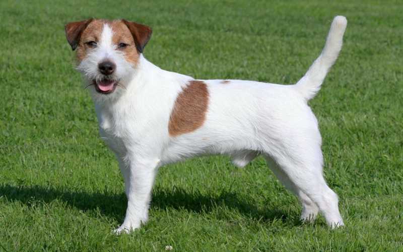 Popular Terrier Breeds - What are the most popular terriers?