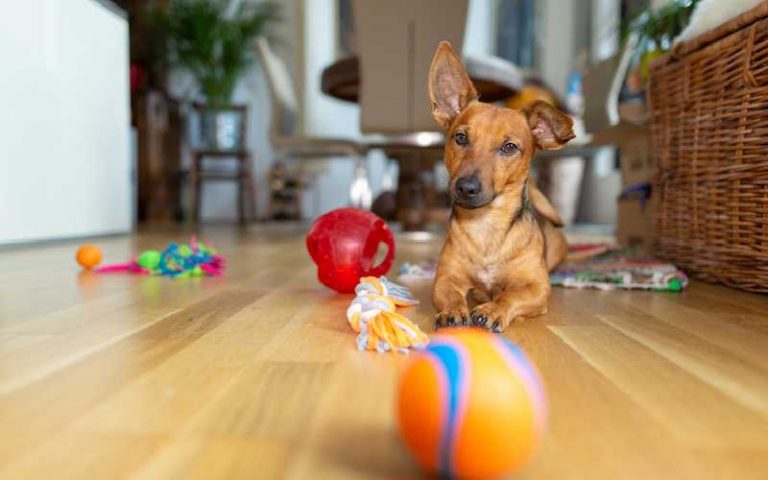 Indoor Games For Dogs Patterdale Terriers