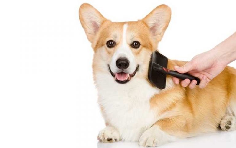 Slicker Brush - The Best Dog Grooming Tool - Buy a Slicker Brush Online