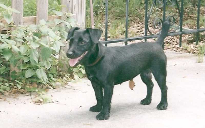 Nuttall Patterdale Terrier