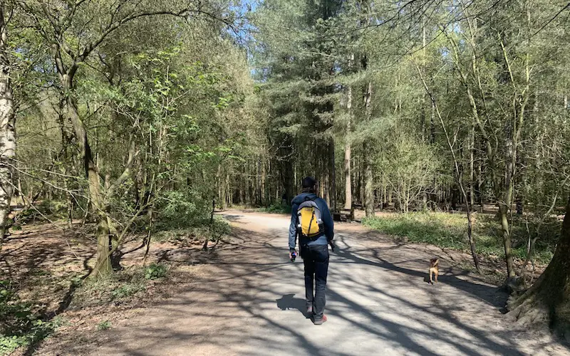 Walking in Delamere Forest