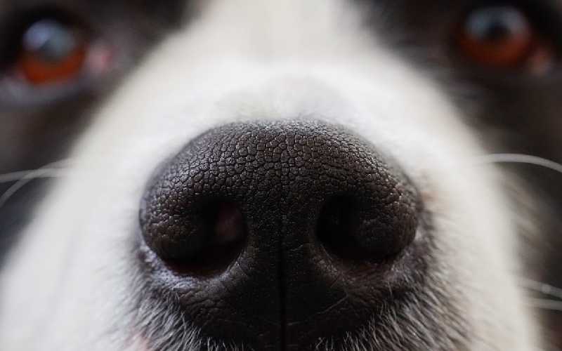 Why do dogs have wet noses