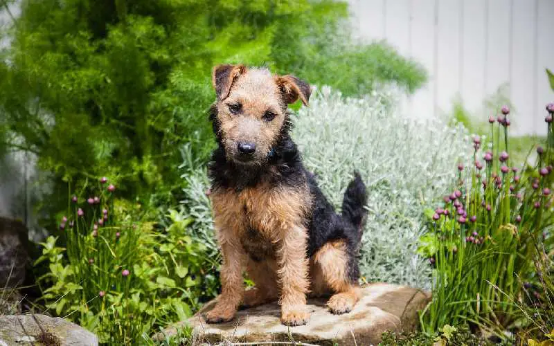 Lakeland Terrier – All about the Breed