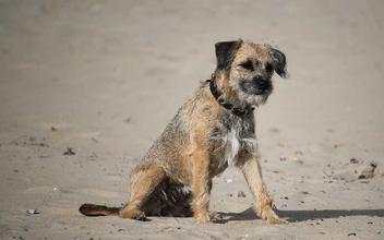 what is the best brush for a border terrier