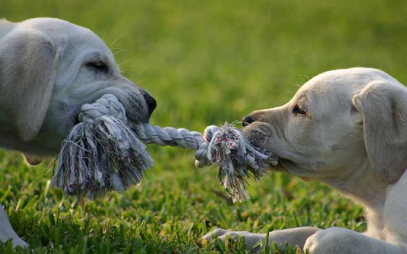 Dogs Fighting Over Toys – Resource Guarding