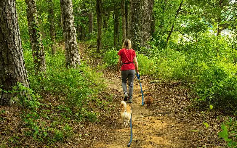Gadgets for Dog Walkers